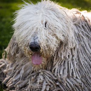 Komondor | Wisdom Panel UK