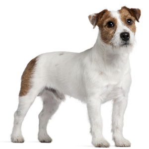 russell dog breed