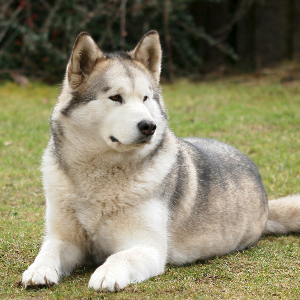 Alaskan Malamute Wisdom Panel German