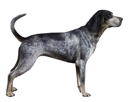 bluetick hunting dog