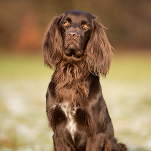 German Longhaired Pointer 3