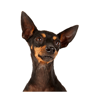 english toy terrier club