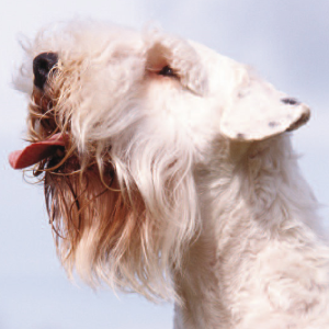 Sealyham Terrier - carousel