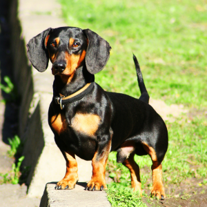 Miniature Shorthaired Dachshund Wisdom Panel