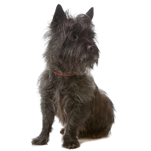 toto dog breed