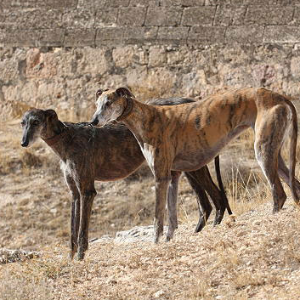 Spanish Greyhound - carousel