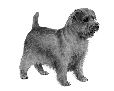 Norfolk Terrier - B&W