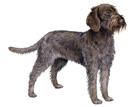 dog wirehaired pointing griffon