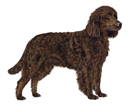 American Water Spaniel Facts Wisdom Panel Dog Breeds