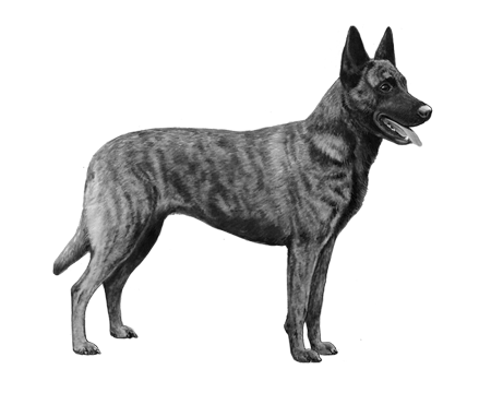 Dutch Shepherd Dog Wisdom Panel