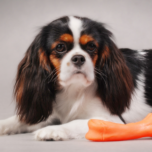 toy spaniel