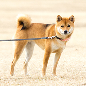 hokkaido inu