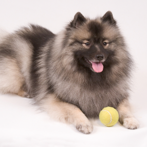 Keeshond | Wisdom Panel