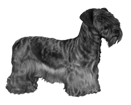 Cesky Terrier - B&W