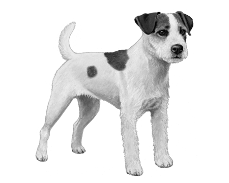 Parson Russell Terrier Wisdom Panel