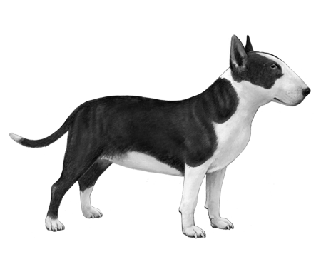 Miniature Bull Terrier | Wisdom Panel