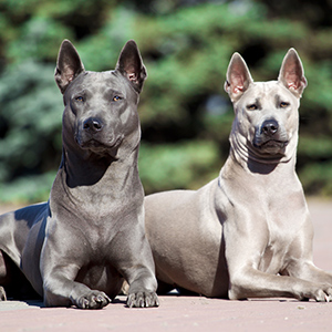 asian ridgeback