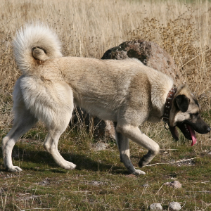 Anatolian Shepherd Dog - carousel
