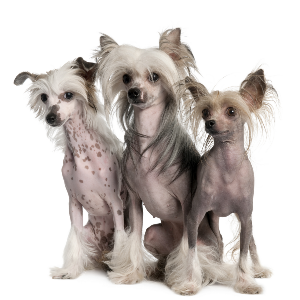 Chinese Crested - carousel
