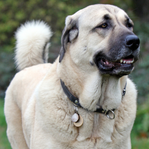 anatolian shepherd dog temperament