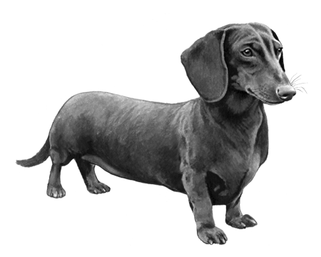 Shorthaired Dachshund Wisdom Panel