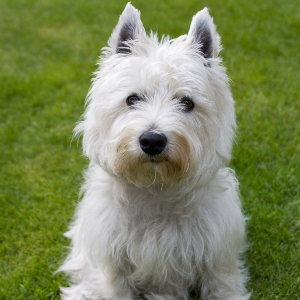 West Highland White Terrier - carousel