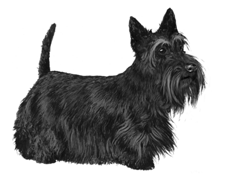 Scottish Terrier | Wisdom Panel