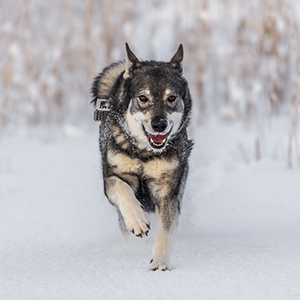 Swedish Elkhound 1