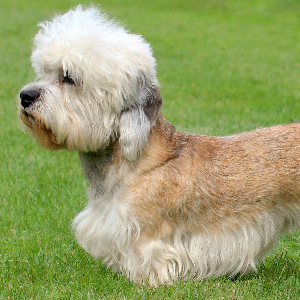 Dandie Dinmont Terrier | Wisdom Panel UK