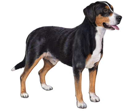 greater swiss mountain dog breed