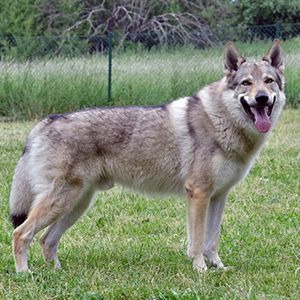 Czechoslovakian Wolfdog 4