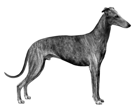 Galgo Español | Wisdom Panel German