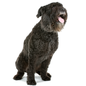 Bouvier Des Flandres Wisdom Panel German