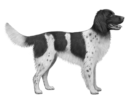 German Longhaired Pointer Wisdom Panel