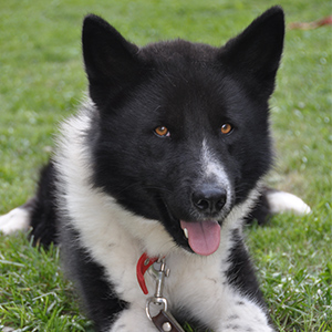 Chien Dours De Carélie Wisdom Panel French