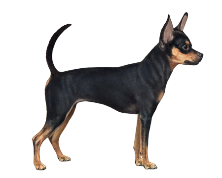 Russian Toy Terrier Facts - Wisdom 