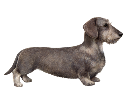 miniature wire haired dachshund puppy