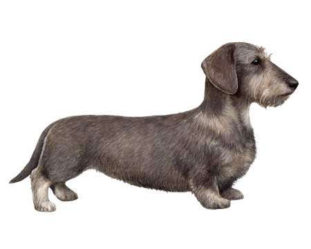 blue wire haired dachshund