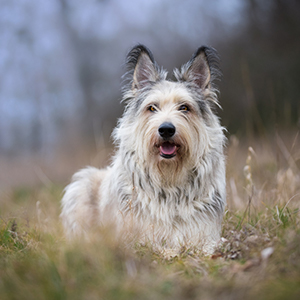 briard picard