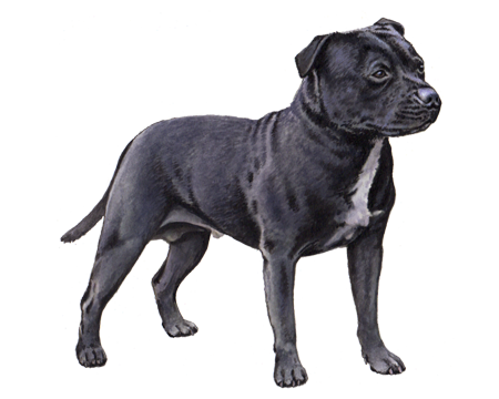 staffordshire bull terrier health tests