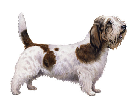 petite basset griffon vendeen