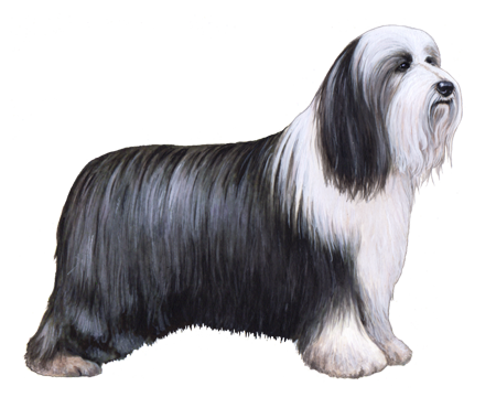 bearded collie long haired