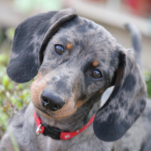 Shorthaired Dachshund Wisdom Panel