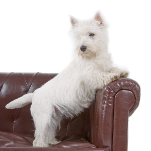 West Highland White Terrier - carousel
