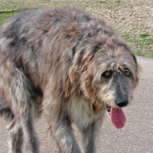 irish wolfhound therapy dog