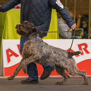 German Roughhaired Pointer 1