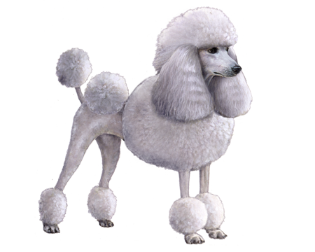 famous poodles in history