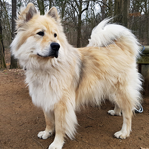 eurasier dog