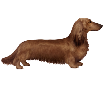 breeding long hair and short hair dachshund