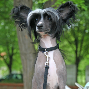 Chinese Crested - carousel